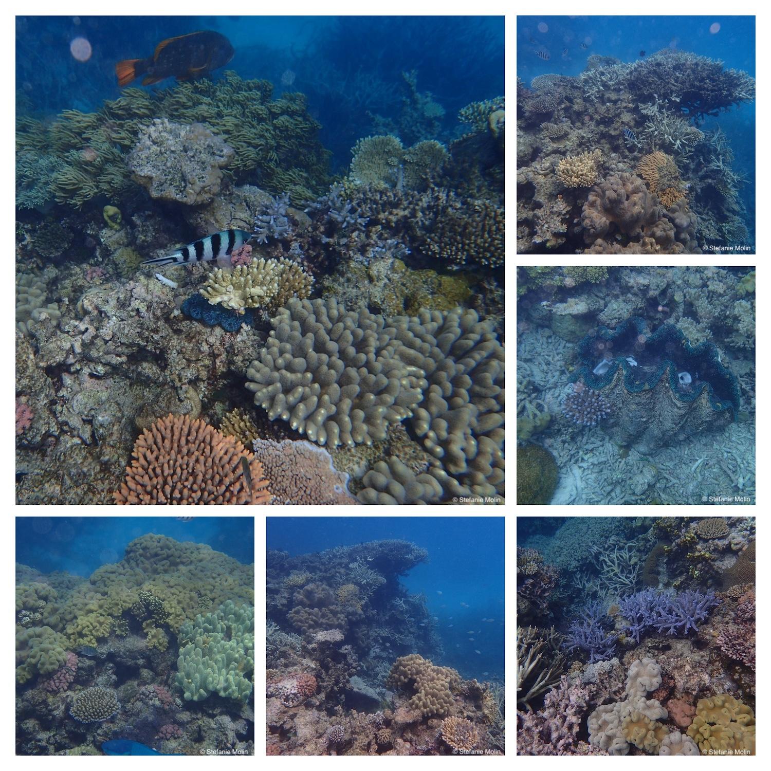 collage of photos from the Great Barrier Reef