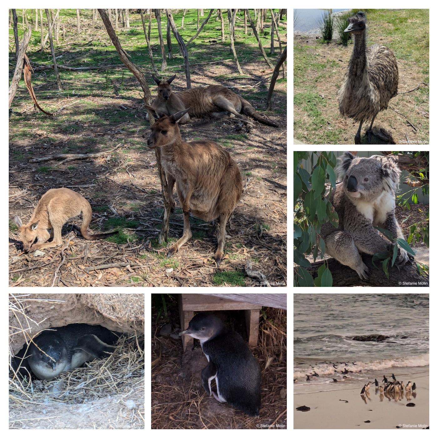 collage of photos from the Moonlit Sanctuary Conservation Park and the Phillip Island Penguin Parade